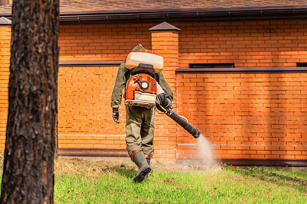 Trusted Ant Control service in Lake Junaluska, NC - Nex Pest Control